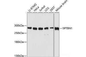Western blot analysis of extracts of various cell lines using SPTBN1 Polyclonal Antibody at dilution of 1:3000. (SPTBN1 抗体)