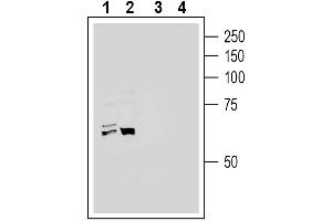 Western blot analysis of human HepG2 hepatoma cell line lysate (lanes 1 and 3) and human  monocytic leukemia cell line lysate (lanes 2 and 4):1-2. (Angiotensin I Converting Enzyme 2 (ACE2) Peptide)