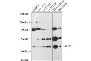 Western blot analysis of extracts of various cell lines, using LHX3 antibody (ABIN7268263) at 1:1000 dilution. (LHX3 抗体  (C-Term))