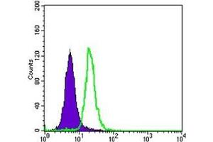 FC analysis of SK-BR-3 cells using SCGB2A2 antibody (green) and negative control (purple). (Mammaglobin A 抗体)