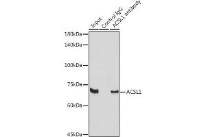 Immunoprecipitation analysis of 300 μg extracts of Raji cells using 3 μg  antibody (ABIN7265423). (ACSL1 抗体  (AA 46-275))