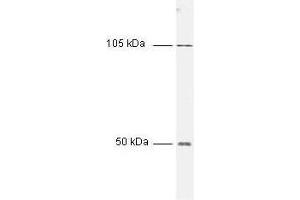 Western blot of HeLa cell extract using Anti-NFKB p50 (NFKB1) Antibody 100-4164. (NFkB 抗体)