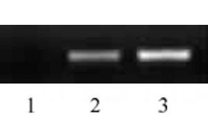 Histone H2B acetyl Lys16 pAb tested by ChIP analysis. (Histone H2B 抗体  (acLys16))