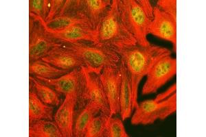 IF analysis of FTO using anti-FTO antibody (ABIN7601059) and anti-Tubulin Alpha antibody (ABIN7600339). (FTO 抗体  (AA 279-505))