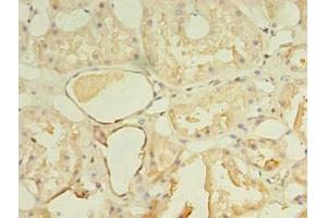 Immunohistochemistry of paraffin-embedded human kidney tissue using ABIN7161530 at dilution of 1:100 (NKIRAS1 抗体  (AA 1-192))