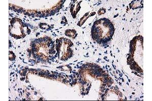 Image no. 6 for anti-Family with Sequence Similarity 127, Member C (FAM127C) antibody (ABIN1498197) (FAM127C 抗体)