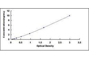Major Vault Protein (MVP) ELISA Kit