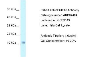 Western Blotting (WB) image for anti-NADH Dehydrogenase (Ubiquinone) 1 alpha Subcomplex, 6, 14kDa (NDUFA6) (C-Term) antibody (ABIN2789159) (NDUFA6 抗体  (C-Term))