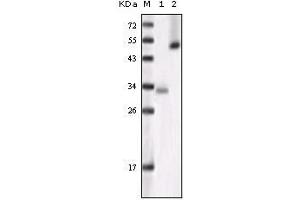 Western blot analysis using GSK3 alpha mouse mAb against truncated GSK3 alpha recombinant protein (1)and Hela cell lysate (2).