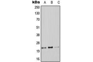 Western blot analysis of Claudin 9 expression in A549 (A), Raw264. (Claudin 9 抗体  (C-Term))
