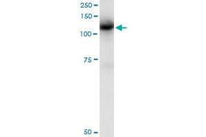 Immunoprecipitation of CBL transfected lysate using anti-CBL monoclonal antibody and Protein A Magnetic Bead , and immunoblotted with CBL monoclonal antibody. (CBL 抗体  (AA 736-835))
