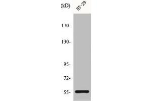 Western Blot analysis of HT29 cells using CYP2B6 Polyclonal Antibody (CYP2B6 抗体  (Internal Region))