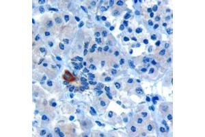 Image no. 1 for anti-Par-6 Partitioning Defective 6 Homolog alpha (PARD6A) (C-Term) antibody (ABIN374388) (PARD6A 抗体  (C-Term))