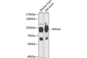 Western blot analysis of extracts of various cell lines, using RPH3A antibody (ABIN6128668, ABIN6147094, ABIN6147096 and ABIN6217639) at 1:1000 dilution. (RPH3A 抗体  (AA 1-280))
