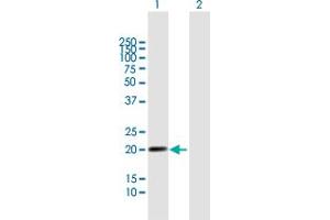 Western Blot analysis of LILRB2 expression in transfected 293T cell line by LILRB2 MaxPab polyclonal antibody. (LILRB2 抗体  (AA 1-193))