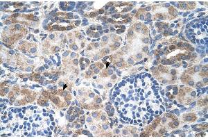 Immunohistochemistry (IHC) image for anti-Solute Carrier Family 14 (Urea Transporter), Member 1 (Kidd Blood Group) (SLC14A1) (C-Term) antibody (ABIN2783225)