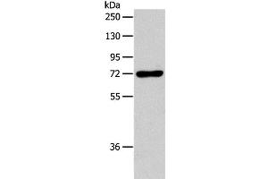 Western Blot analysis of RAW264. (IL18RAP 抗体)