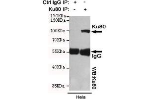Immunoprecipitation analysis of Hela cell lysates using Ku80 mouse mAb.