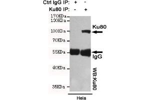 Immunoprecipitation analysis of Hela cell lysates using Ku80 mouse mAb. (XRCC5 抗体)