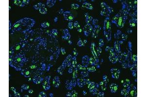 IF analysis of SLC4A1 using anti-SLC4A1 antibody (ABIN3043930) SLC4A1 was detected in paraffin-embedded section of human placenta tissues.