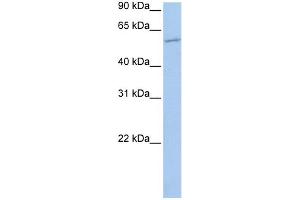 WB Suggested Anti-MBOAT1 Antibody Titration:  0. (MBOAT1 抗体  (N-Term))