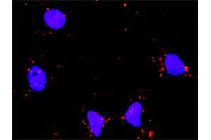 Proximity Ligation Analysis of protein-protein interactions between NFKB1 and HDAC1. (HDAC1 抗体  (AA 1-482))