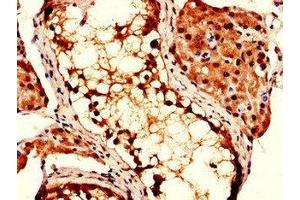 Immunohistochemistry of paraffin-embedded human testis tissue using ABIN7148503 at dilution of 1:100 (COPS7B 抗体  (AA 1-157))
