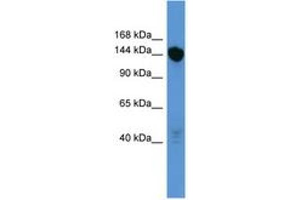 Basonuclin 2 抗体  (C-Term)
