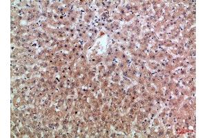 Immunohistochemical analysis of paraffin-embedded Human-liver, antibody was diluted at 1:100 (Epiregulin 抗体  (AA 71-120))