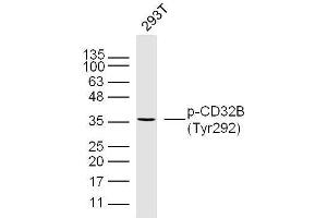 Human 293T cells probed with CD32B(Tyr292) Polyclonal Antibody, unconjugated  at 1:300 overnight at 4°C followed by a conjugated secondary antibody at 1:10000 for 90 minutes at 37°C. (FCGR2B 抗体  (pTyr292))