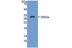 Western blot analysis of recombinant Mouse MFGE8. (MFGE8 抗体  (AA 159-417))
