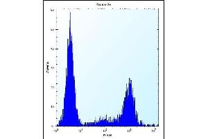 KLC2 Antibody (N-term) (ABIN656175 and ABIN2845505) flow cytometric analysis of Neuro-2a cells (right histogram) compared to a negative control cell (left histogram). (KLC2 抗体  (N-Term))