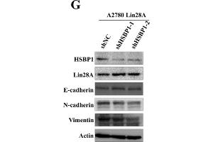 Western Blotting (WB) image for anti-Actin, beta (ACTB) antibody (ABIN3020544)