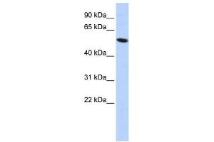 ZNF572 antibody used at 1. (ZNF572 抗体  (Middle Region))
