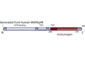 Image no. 4 for anti-JNK/SAPK1 (Pan) (AA 264-415) antibody (ABIN968075) (JNK/SAPK1 (Pan) (AA 264-415) 抗体)