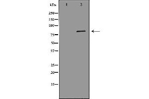 Western blot analysis of Hela whole cell lysates, using MCM7 Antibody. (MCM7 抗体  (Internal Region))