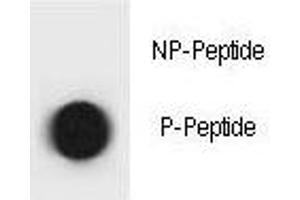 Dot blot analysis of phospho-TSC1 antibody.