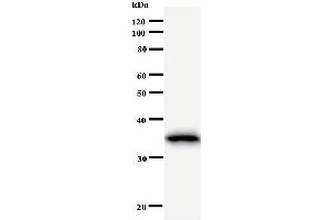 Western Blotting (WB) image for anti-Cyclin B2 (CCNB2) antibody (ABIN931031) (Cyclin B2 抗体)