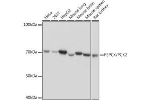 Western blot analysis of extracts of various cell lines, using PEPCK/PEPCK/PCK2 Rabbit mAb (ABIN7269306) at 1:1000 dilution.
