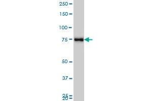MARCH7 monoclonal antibody (M01), clone 2B9 Western Blot analysis of MARCH7expression in K-562 . (MARCH7 抗体  (AA 66-136))