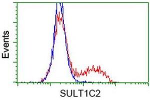 HEK293T cells transfected with either RC202775 overexpress plasmid (Red) or empty vector control plasmid (Blue) were immunostained by anti-SULT1C2 antibody (ABIN2454410), and then analyzed by flow cytometry. (SULT1C2 抗体)