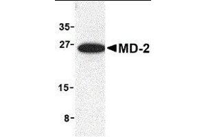 Western Blotting (WB) image for anti-Lymphocyte Antigen 96 (LY96) (Middle Region) antibody (ABIN2475543)