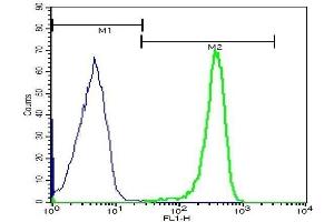 Flow Cytometry (FACS) image for anti-Aquaporin 2 (Collecting Duct) (AQP2) (AA 171-271) antibody (ABIN707576)