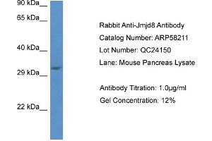 Western Blotting (WB) image for anti-Jumonji Domain Containing 8 (JMJD8) (C-Term) antibody (ABIN2787593) (JMJD8 抗体  (C-Term))