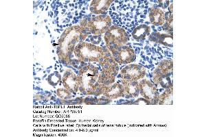 Human kidney (TBPL1 抗体  (Middle Region))