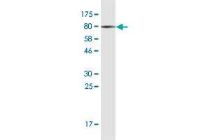 Western Blot detection against Immunogen (75. (PRUNE 抗体  (AA 1-453))
