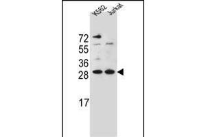 HMG1L10 Antibody (N-term) (ABIN656128 and ABIN2845469) western blot analysis in K562,Jurkat cell line lysates (35 μg/lane). (HMG1L10 抗体  (N-Term))