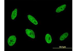 Immunofluorescence (IF) image for anti-Cyclin-Dependent Kinase-Like 1 (CDC2-Related Kinase) (CDKL1) (AA 259-358) antibody (ABIN563805)