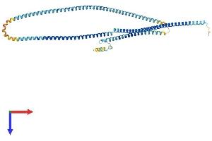 MNS1 Protein (AA 1-495) (His tag)