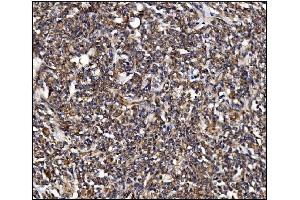 IHC analysis of POGLUT1 using anti-POGLUT1 antibody (ABIN7602910). (POGLUT1 抗体  (C-Term))